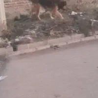 سگ نژاد قدیم|سگ|اردبیل, |دیوار