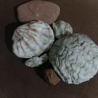 تعدادی سنگ فسیل|جواهرات|کازرون, |دیوار