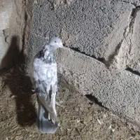 کبوتر کاکلی|پرنده|مینودشت, |دیوار