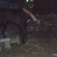 واگذاری سگ سرابی اصیل نژاددار