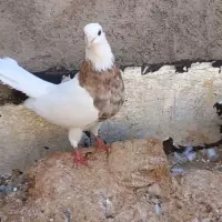 طوقی هفرنگ لیموی ماده