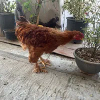 خروس برهما فقط معاوضه|حیوانات مزرعه|تهران, بازار|دیوار