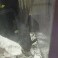 کت خاردار یا وارونه