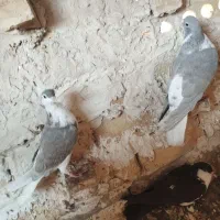 کفتر|پرنده|مشهد, نوده|دیوار