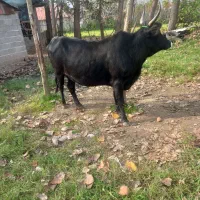 گاو چالوسی حامله ۲۰مانده زایمان