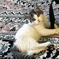 واگذاری بچه گربه|گربه|زاهدان, |دیوار