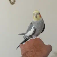 عروس هلندی سخنگو ۶ کلام|پرنده|تهران, ابوذر|دیوار