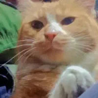 گربه گمشده|گربه|مریوان, |دیوار