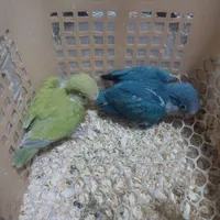 راهب آبی و پسته ای|پرنده|بومهن, |دیوار