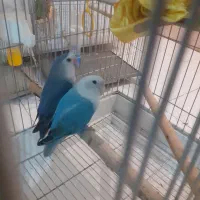 طوطی برزیلی