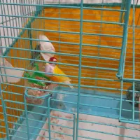 عروس هلندی  کاملا دستی  و فنج گلدین نر بخون|پرنده|اردبیل, |دیوار