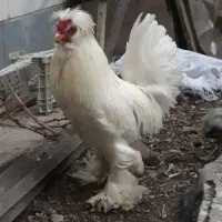 خروس سلطان پلند اصیل