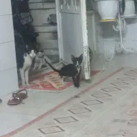 گربه ماده با دو توله خوشکل