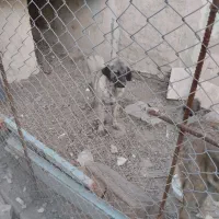 ماده عراقی|سگ|اردبیل, |دیوار