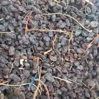 فروش کشمش افتابی