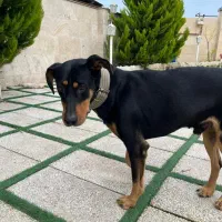 دوبرمن گم شده محدوده دربند