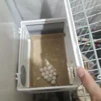 عروس هلندی سخنگو