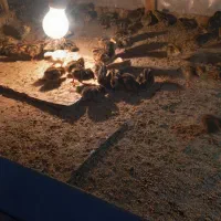 جوجه بلدرچین