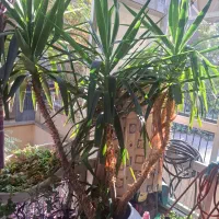 درختچه یوکا|گل و گیاه طبیعی|تهران, فلسطین (میدان انقلاب)|دیوار