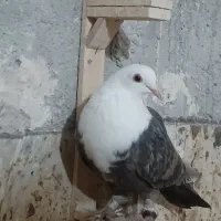 کربلایی ماده|پرنده|شیروان (خراسان), |دیوار