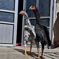 لاری اوشامو|حیوانات مزرعه|شاهدشهر, |دیوار