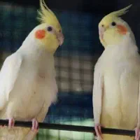 عروس هلندی مولد