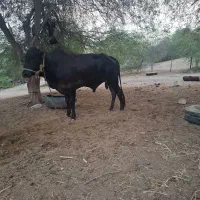 دوتا گاو نر