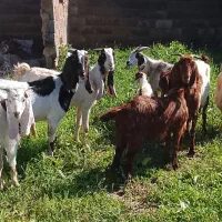 چهار رس بز بزغاله دار