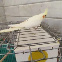 عروس هلندی ماده|پرنده|خنجین, |دیوار