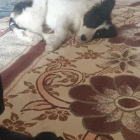 سگم گمشده