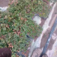 فروش نهال توت فرنگی|خدمات باغبانی و درختکاری|جیرفت, |دیوار