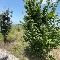 فروش زمین