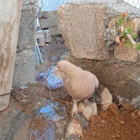 کبوتر|پرنده|شیراز, شهرک قمشه|دیوار