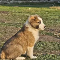 واگذاری سگ آلابای اصل