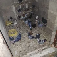 کفتر