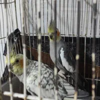 جفت کار با ضمانت