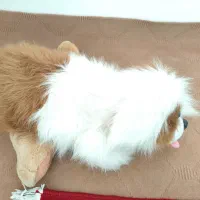 عروسک سگ بامزه|اسباب‌‌بازی|خوی, |دیوار