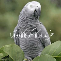 کاسکو سخنگو کاکادو آرا