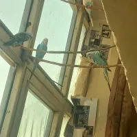 پنج عدد مرغ عشق به فروش میرسد