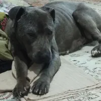 واگذاری سگ پیتبول