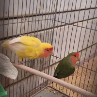 طوطی جفت کوتوله مولد با قفس فنچ قناری مرغ عشق|پرنده|خمینی‌شهر, |دیوار