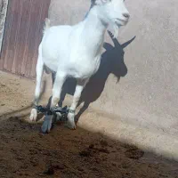 بزسانن بزغاله|حیوانات مزرعه|خواف, |دیوار