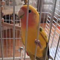 طوطی برزیلی نر