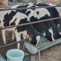 گوساله هلشتاین نر