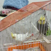 عروس هلندی و|پرنده|رشت, نخودچر|دیوار