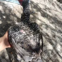 مرغ زنجیری کوکو تاجمهر