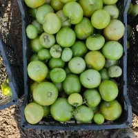 گوجه سبز برای ترشی