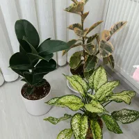 گل طبیعی و‌ گلدان