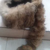 کلاه روس|لباس|تهران, شهید رجایی|دیوار