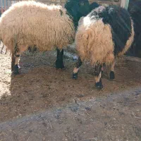 بره نر و ماده مناسب سبک وزن مناسب کشتار یا پروار